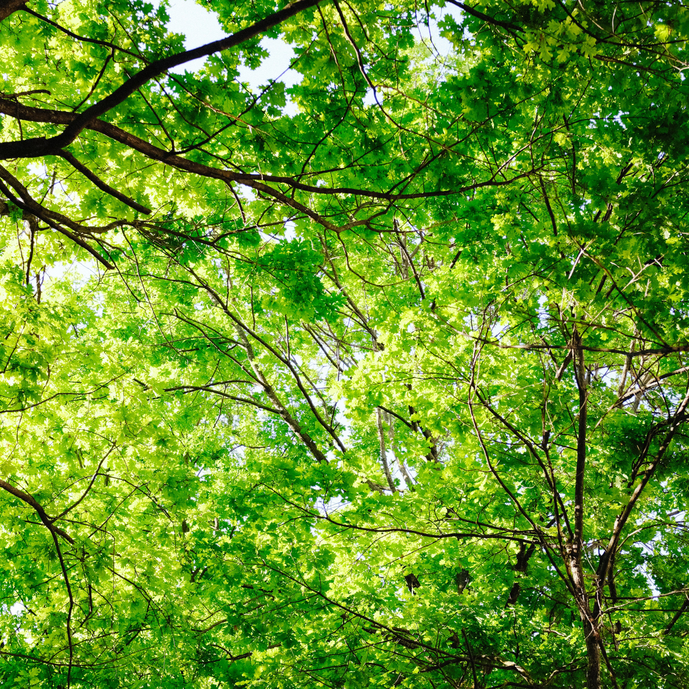 trees esg